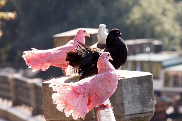 化的传播 化的传播
