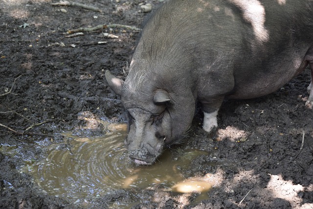 为英超历史 为英超历史