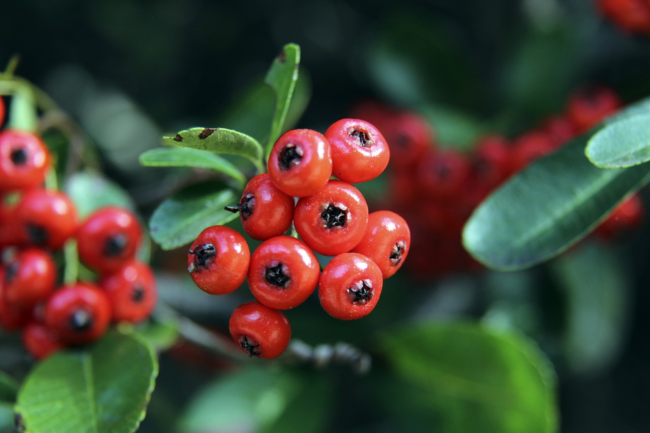 他的伤病令 他的伤病令